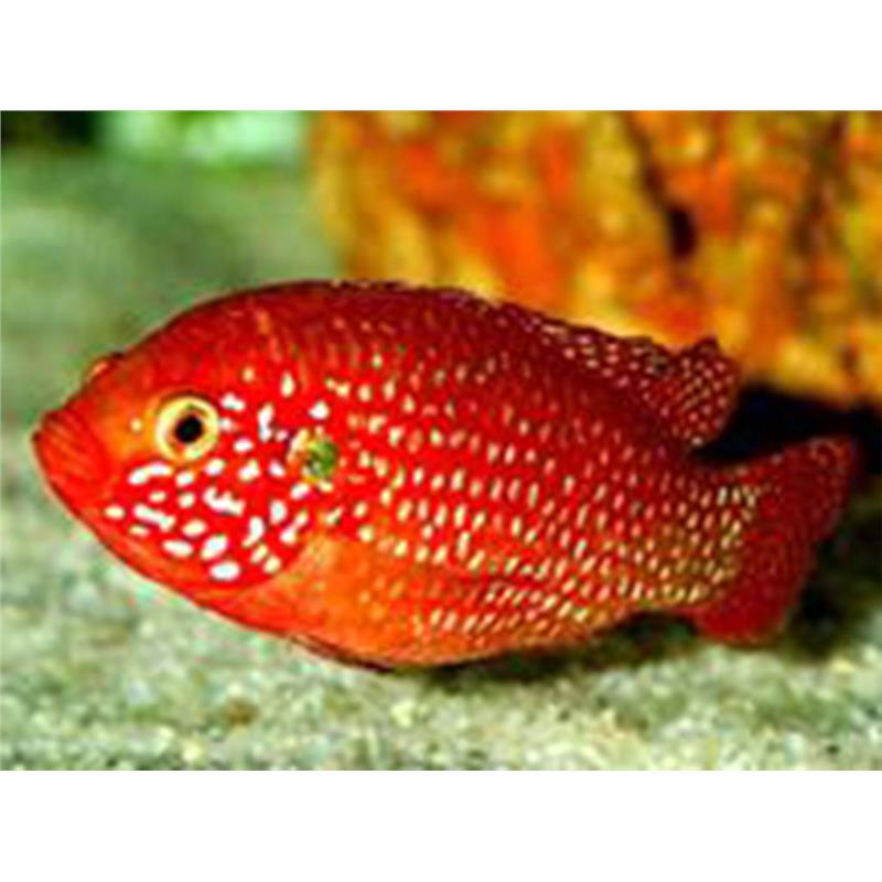 Hemichromis lifalili Blood-Red Jewel Cichlid - imagine 4